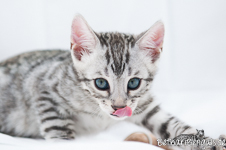 Bengal Katze silber